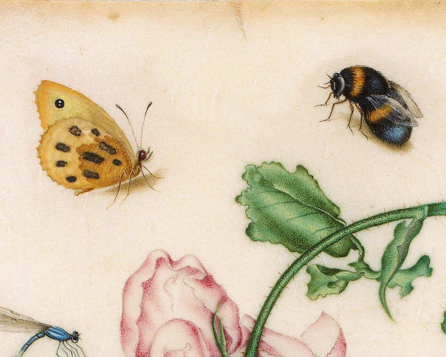 Vintage rose art print | Dragonfly, butterfly, bee, mosquito | 17th century Natural history painting | Eco-friendly gift: A4