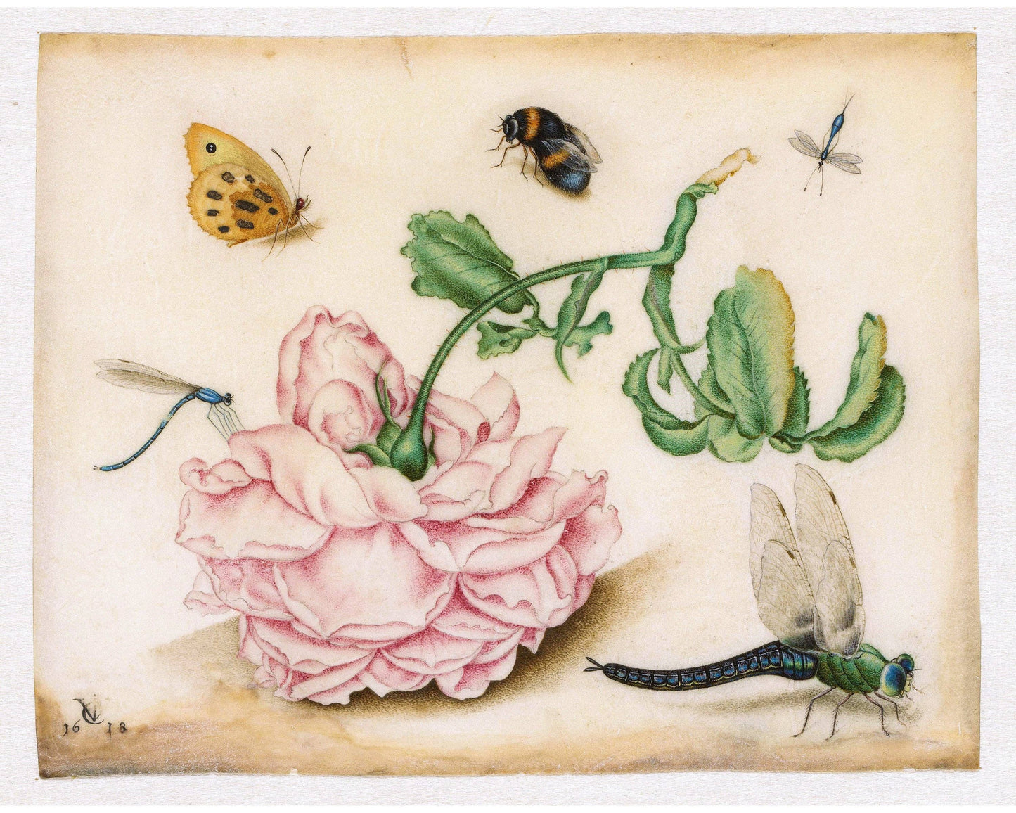 Vintage rose art print | Dragonfly, butterfly, bee, mosquito | 17th century Natural history painting | Eco-friendly gift: A4
