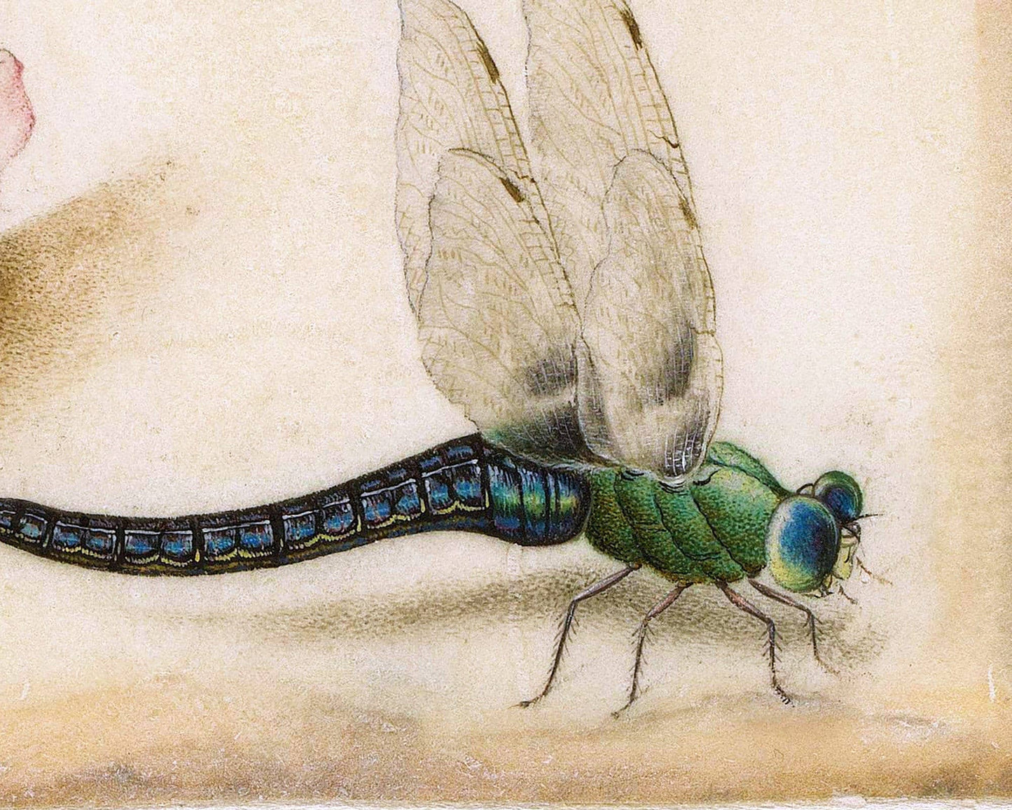 Vintage rose art print | Dragonfly, butterfly, bee, mosquito | 17th century Natural history painting | Eco-friendly gift: A4