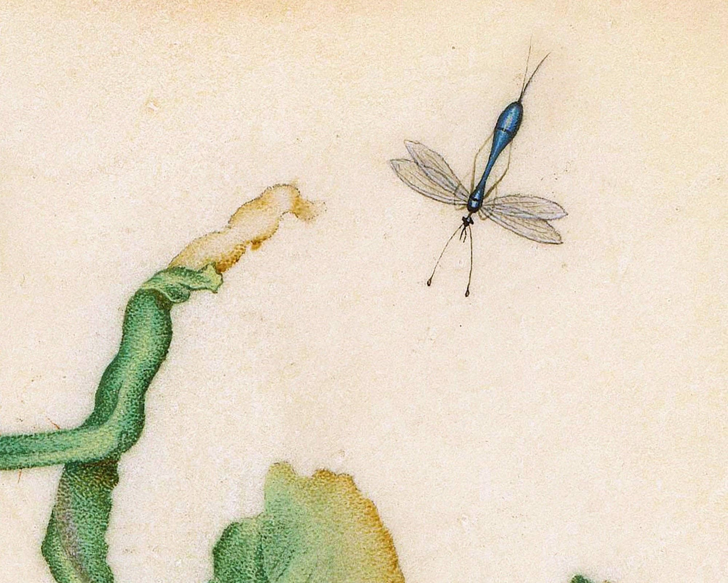 Vintage rose art print | Dragonfly, butterfly, bee, mosquito | 17th century Natural history painting | Eco-friendly gift: A4