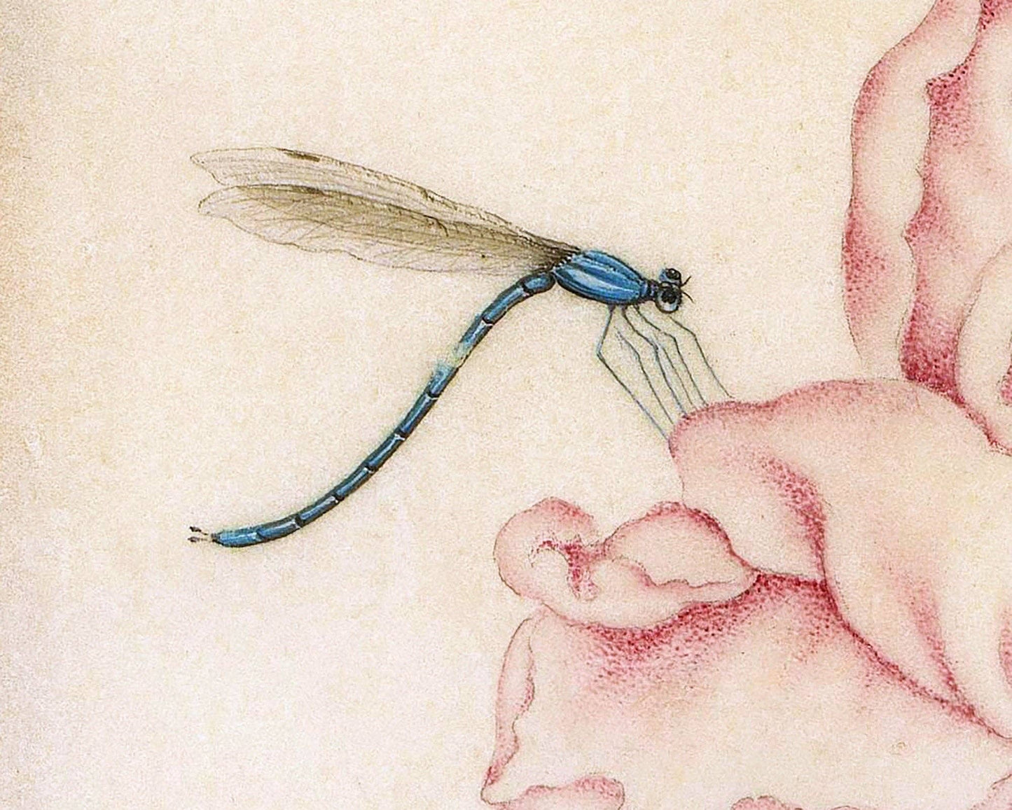 Vintage rose art print | Dragonfly, butterfly, bee, mosquito | 17th century Natural history painting | Eco-friendly gift: A4