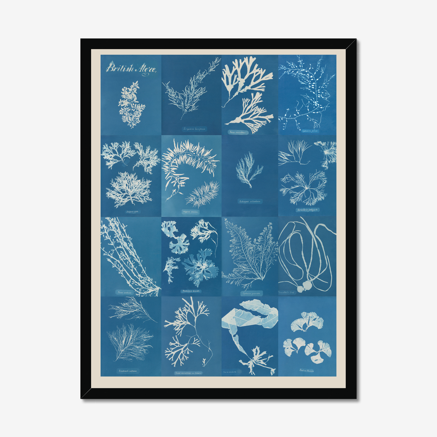 British Algae Cyanotype Impressions Fine Art Print: Unframed / A3