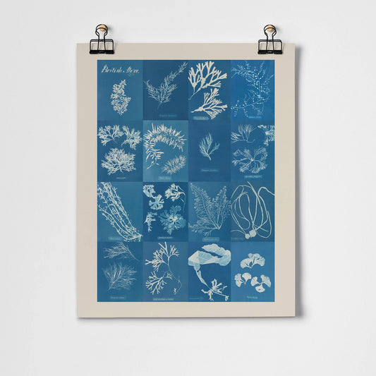 British Algae Cyanotype Impressions Fine Art Print: Unframed / A3