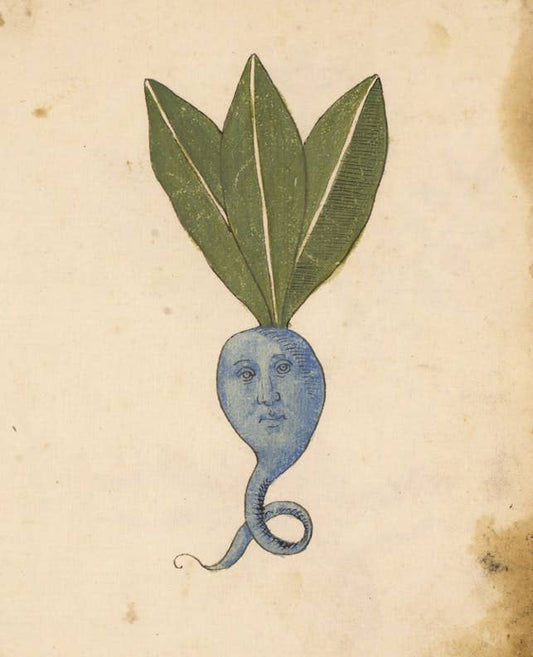 Blue Root: A4