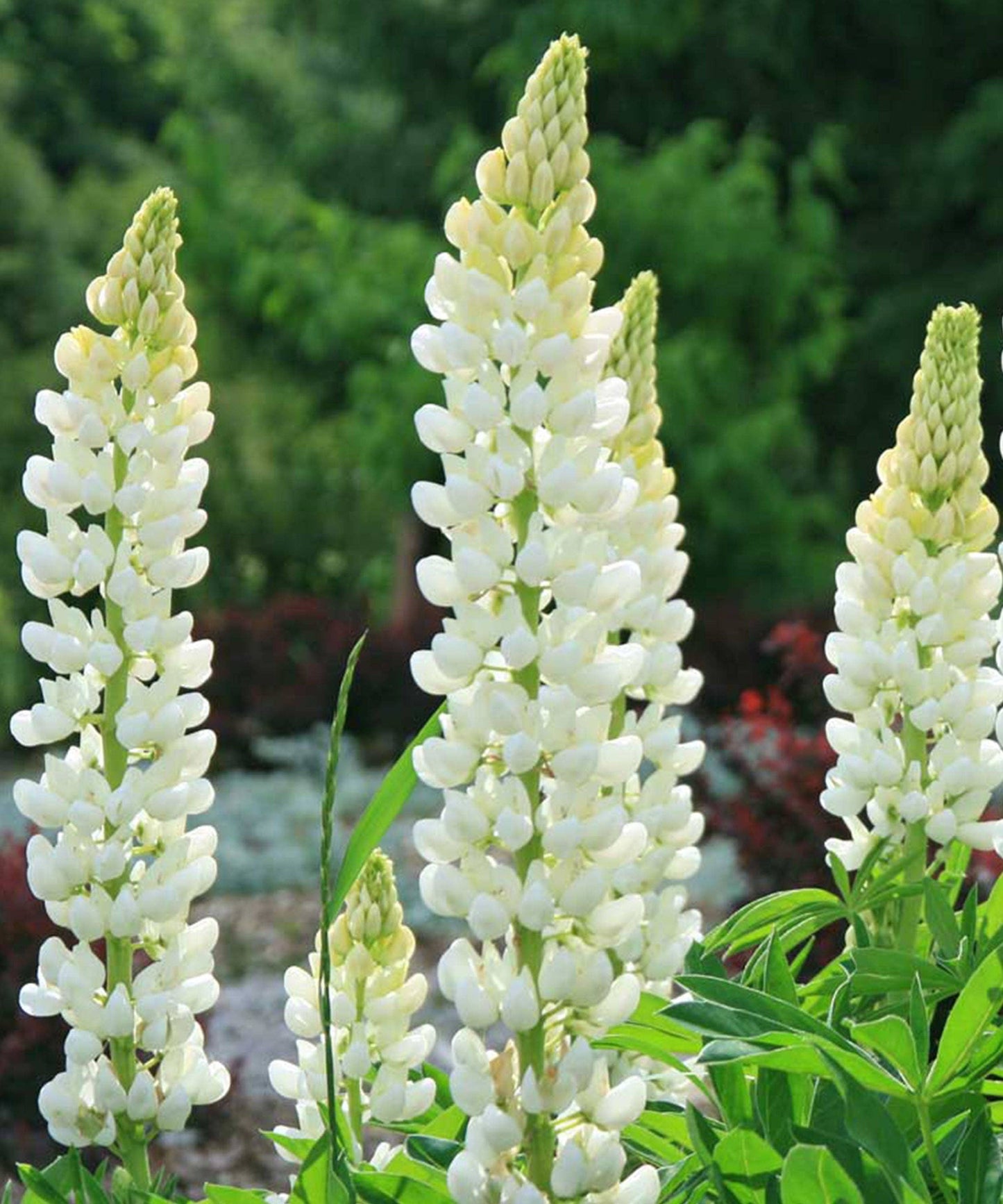 Lupin 'Noble Maiden' Seeds