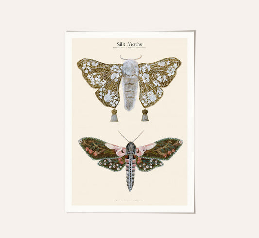 Silk Moths A3 Art Print