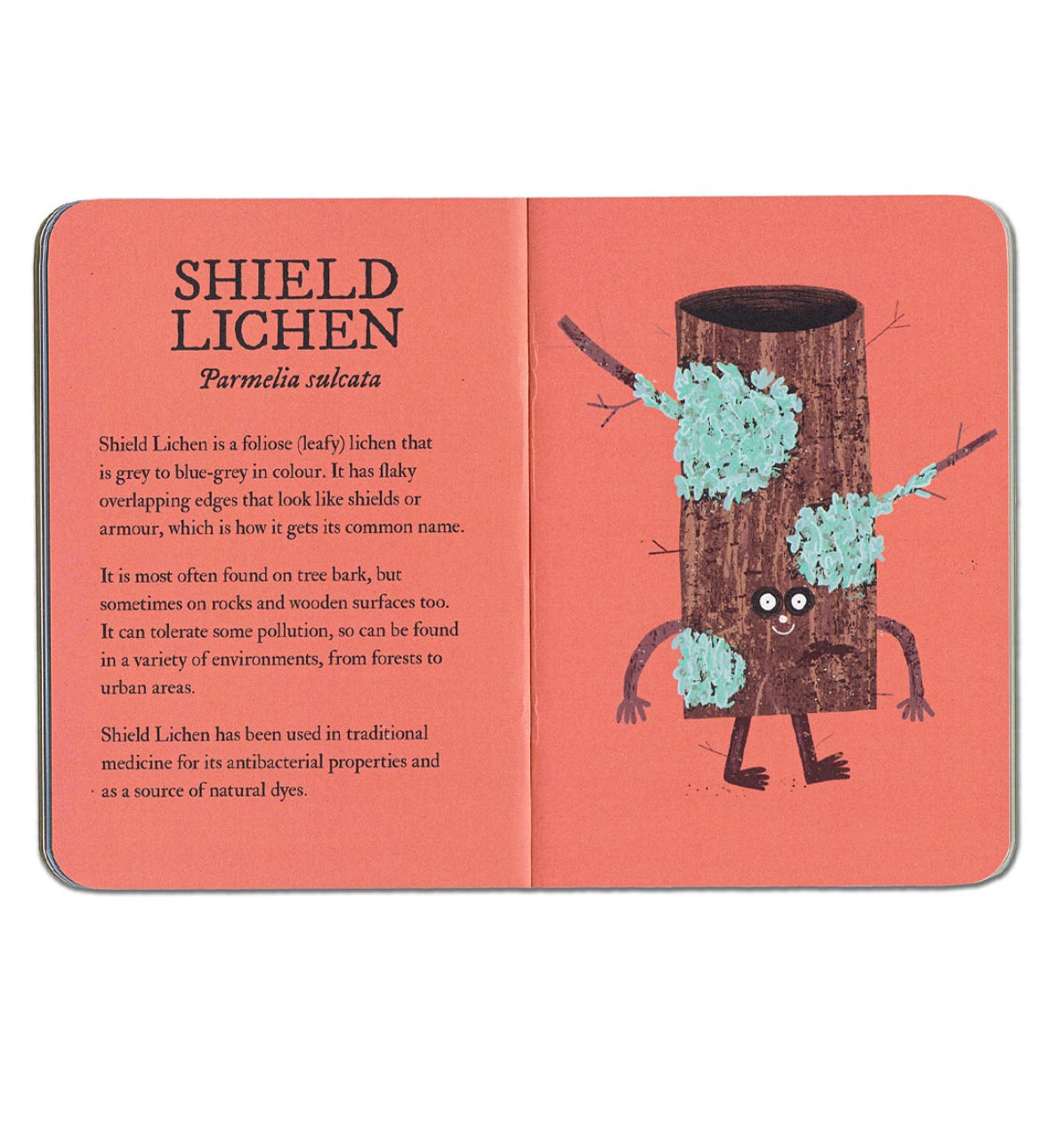 Lichen: an illustrated field guide by Rob Hodgson