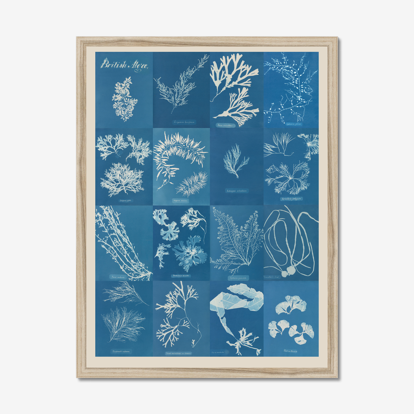 British Algae Cyanotype Impressions Fine Art Print: Unframed / A3