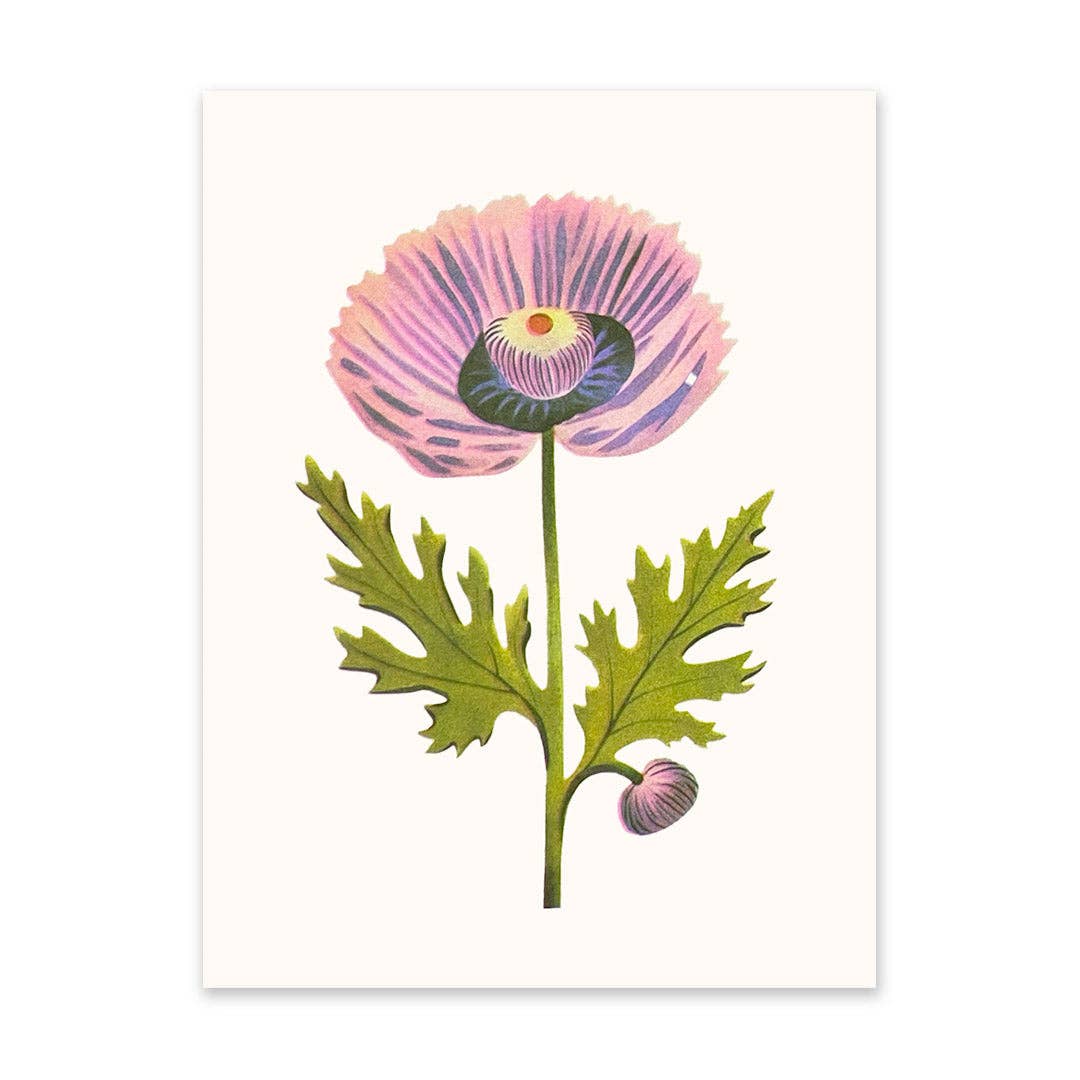 Purple Poppy Art Print
